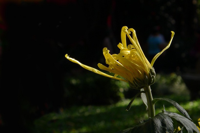 形态各异的菊花图片(10张)