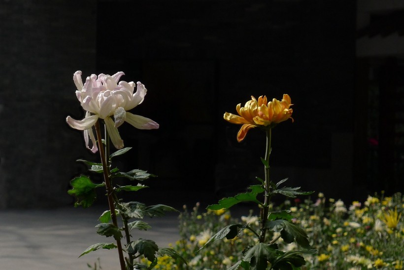 北京植物园菊花图片(22张)