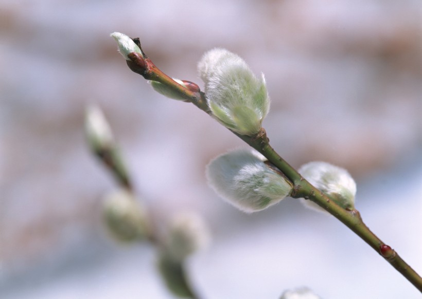 初春萌芽的小植物图片(13张)