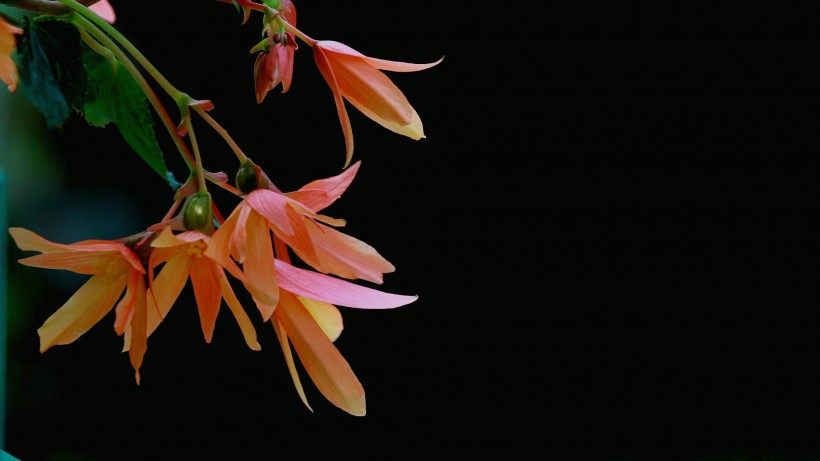 绚烂的垂吊海棠图片(8张)