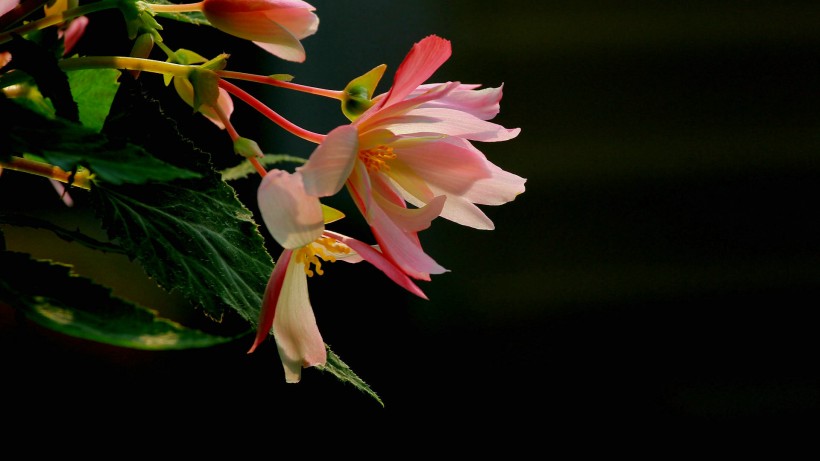 绚烂的垂吊海棠图片(8张)