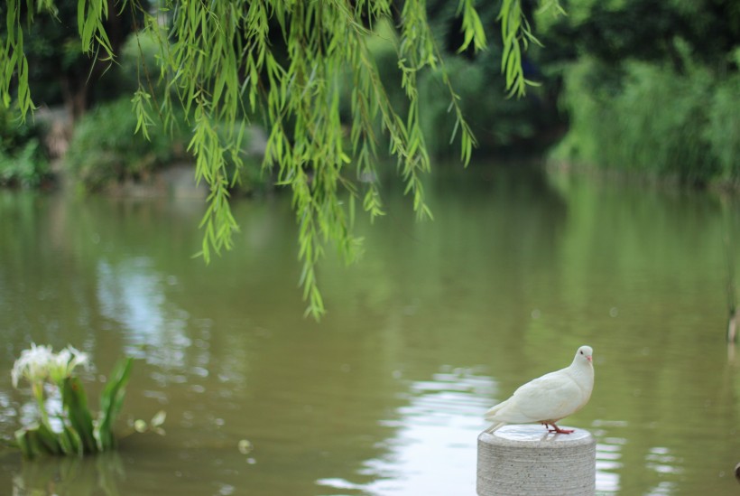 美丽的垂柳图片(11张)