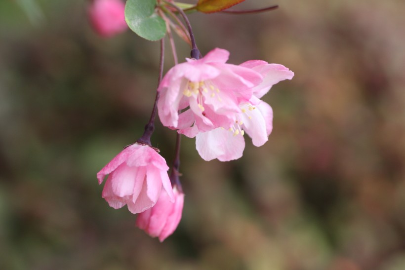 粉色垂丝海棠图片(11张)