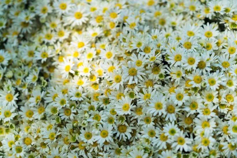 白色雏菊图片(11张)
