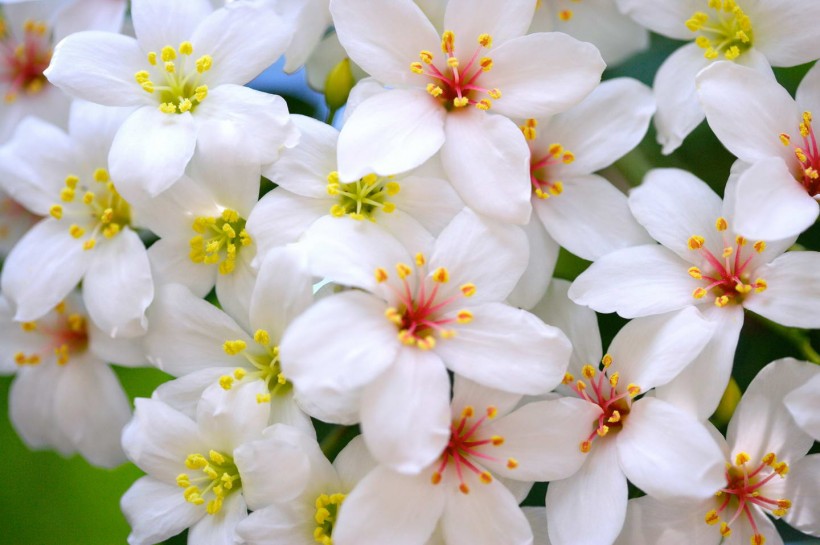 纯洁的白色小花图片(21张)