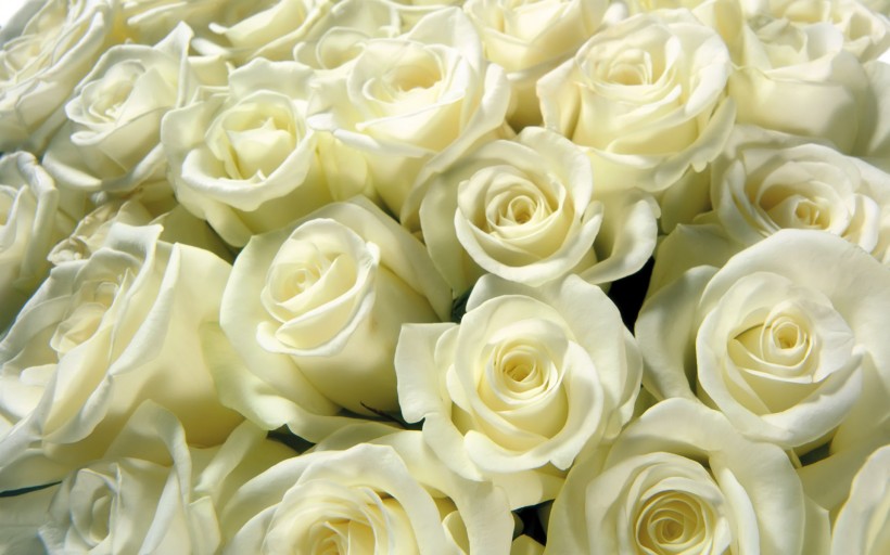 纯洁高贵的白玫瑰图片(22张)