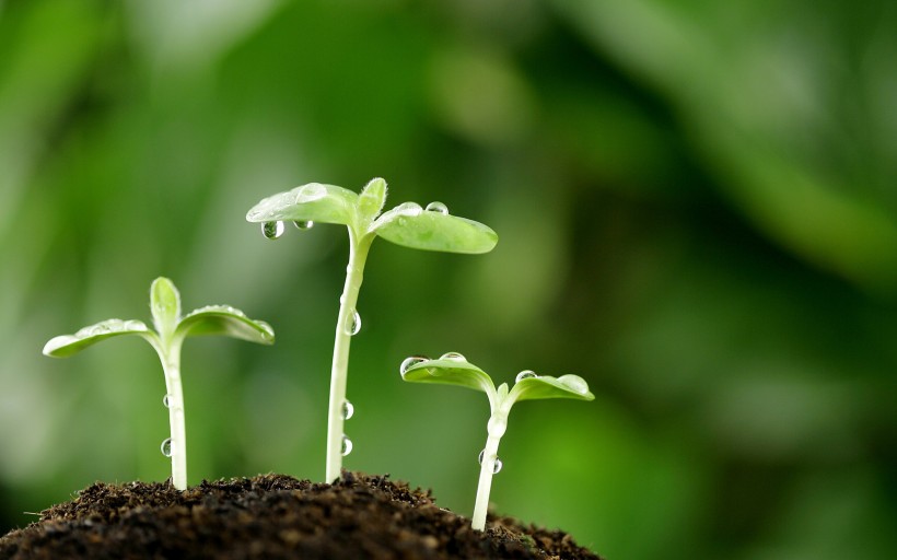 春天植物发芽图片(25张)