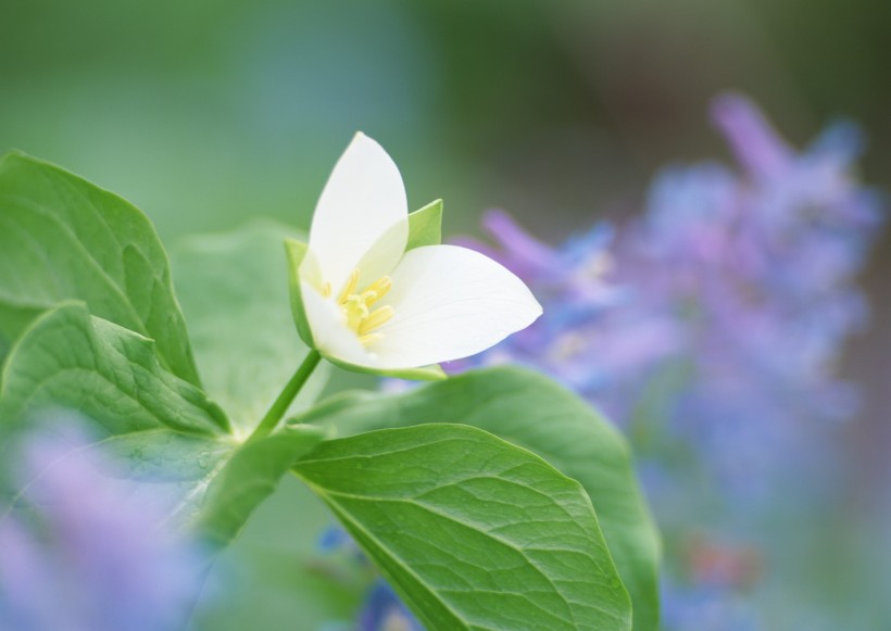 纯香野花图片(82张)