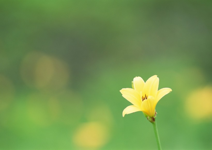 纯香野花图片(82张)