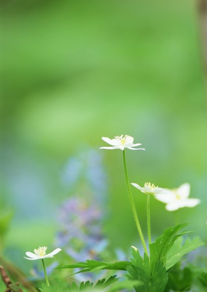 纯香野花图片(82张)