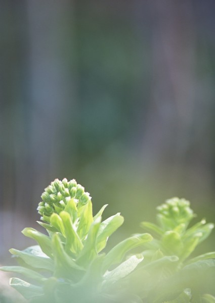 纯香野花图片(82张)