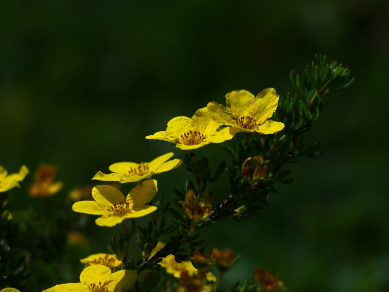 黄色刺玫花图片(11张)