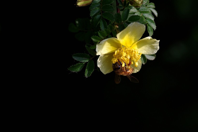 黄色刺玫花图片(11张)