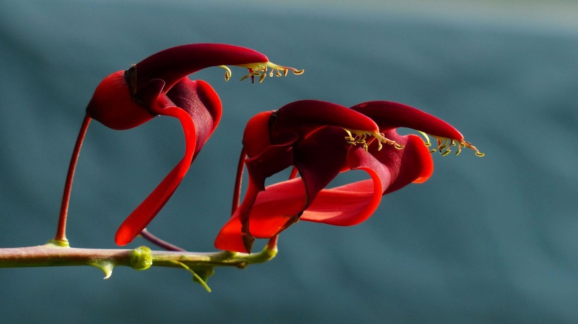 火红的刺桐花图片(8张)