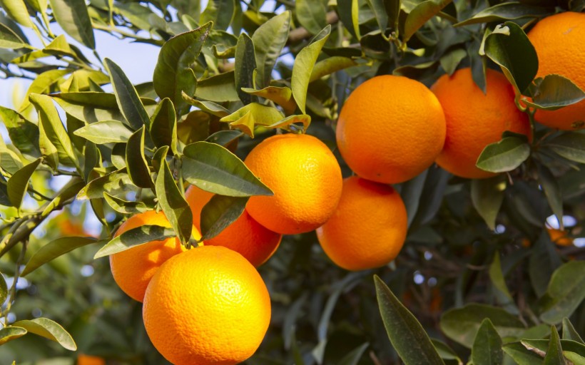 树上的橘子图片(5张)
