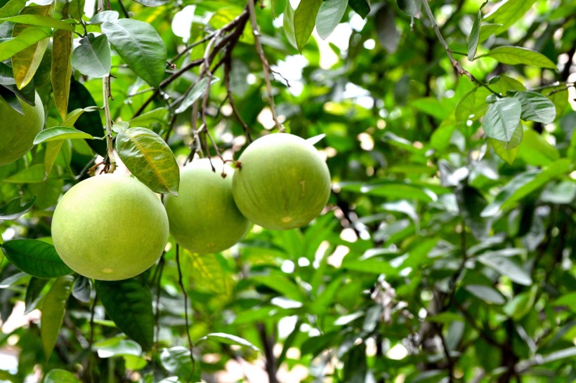 未成熟的柚子图片(6张)