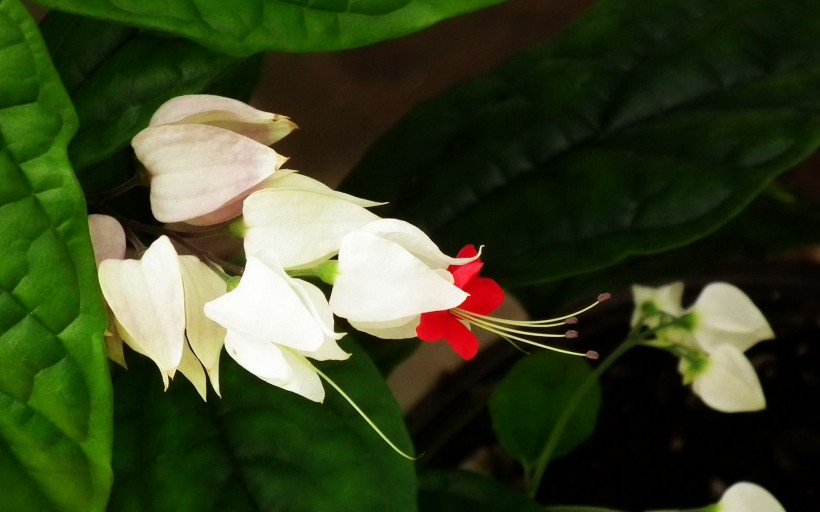龙吐珠花卉图片(14张)