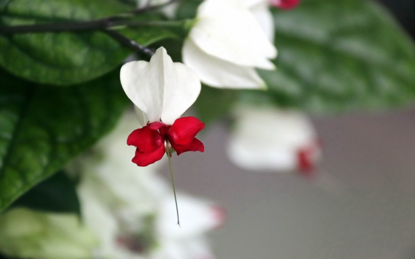 龙吐珠花卉图片(14张)
