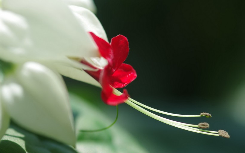 龙吐珠花卉图片(14张)