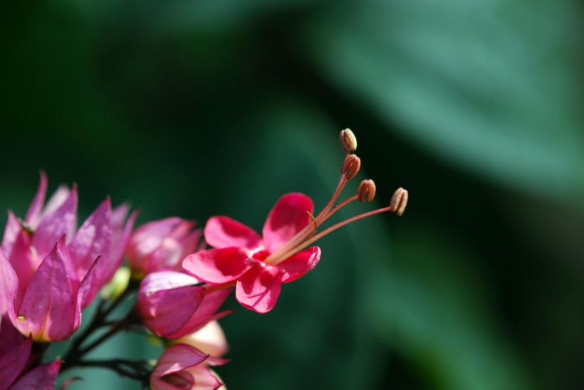 红萼龙吐珠花卉图片(10张)