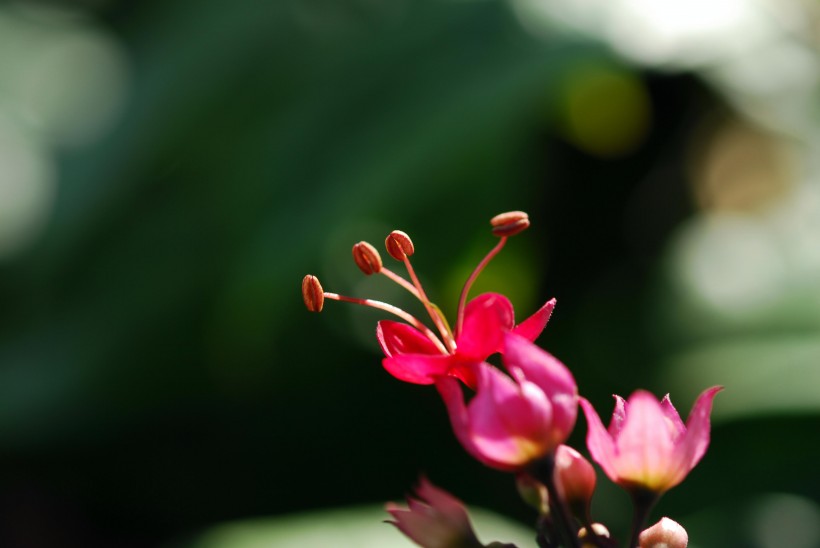 红萼龙吐珠花卉图片(10张)