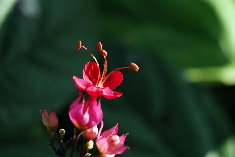 红萼龙吐珠花卉图片(10张)