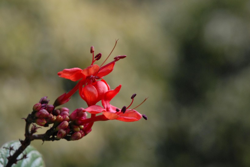 红萼龙吐珠花卉图片(10张)