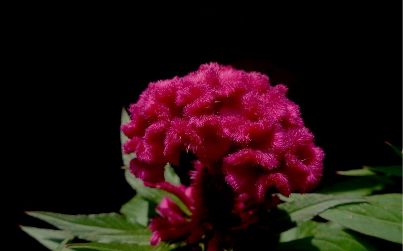 美丽的鸡冠花图片(9张)