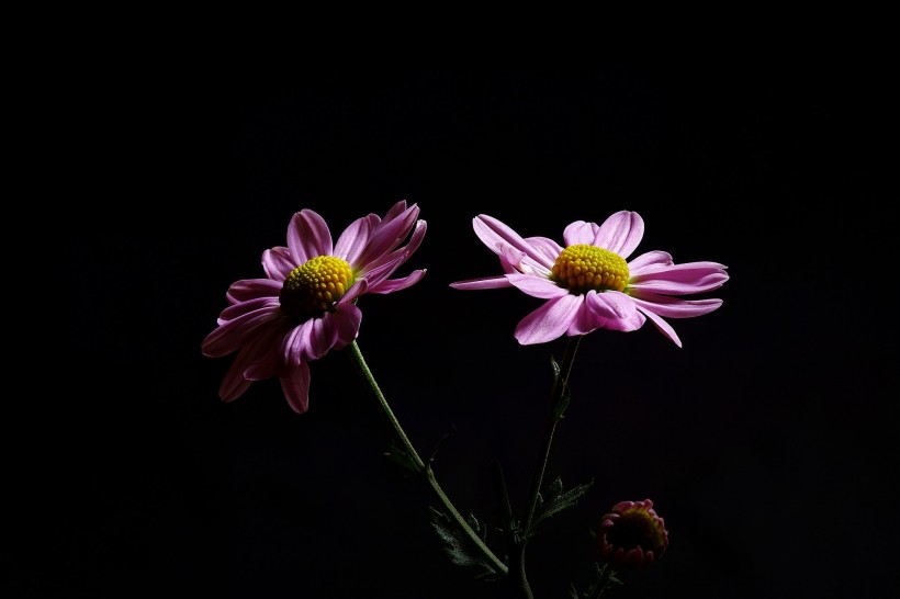 黑色背景雏菊图片(12张)