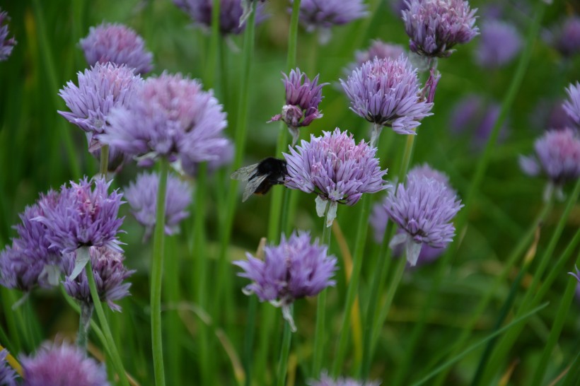 漂亮好看的紫色葱花图片(16张)