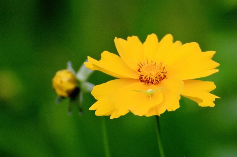 黄色的金鸡菊图片(8张)