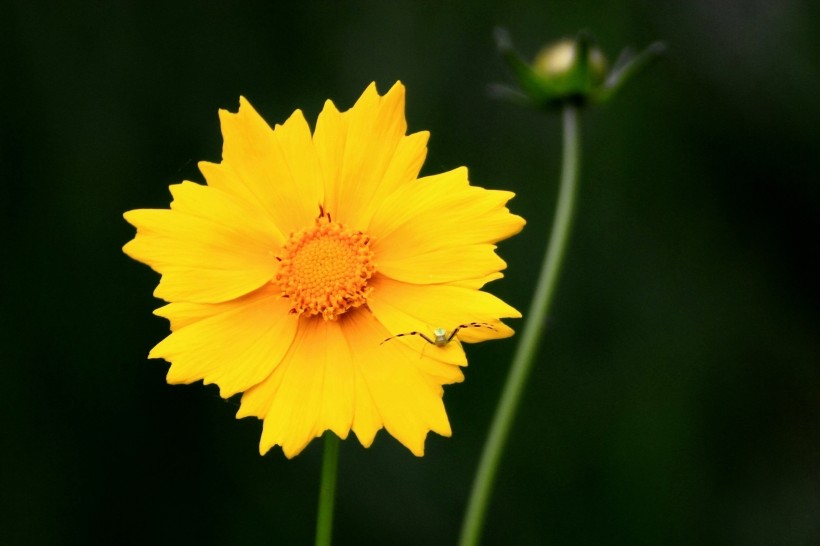 黄色的金鸡菊图片(8张)