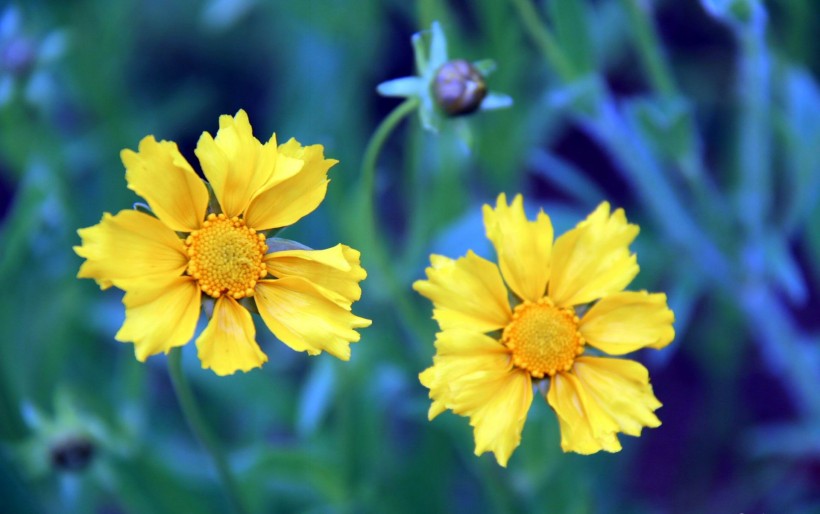 黄色金鸡菊花卉图片(14张)