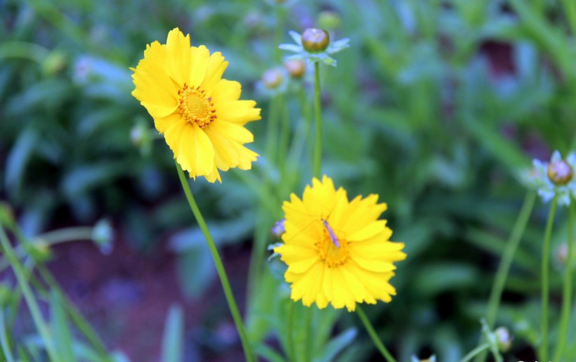 黄色金鸡菊花卉图片(14张)