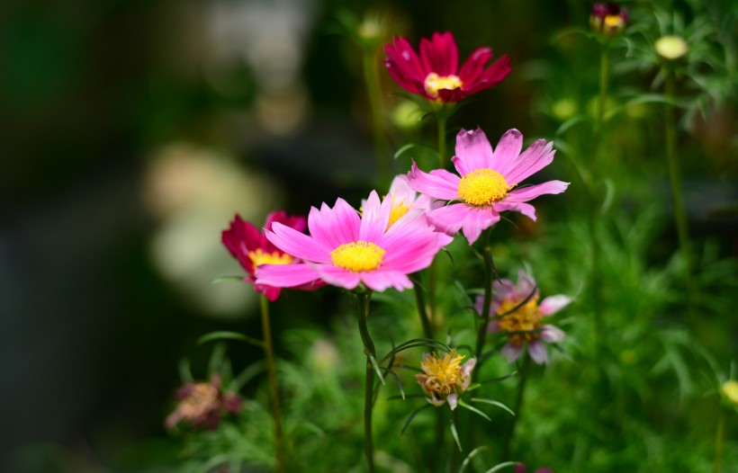 多色波斯菊花卉图片(7张)