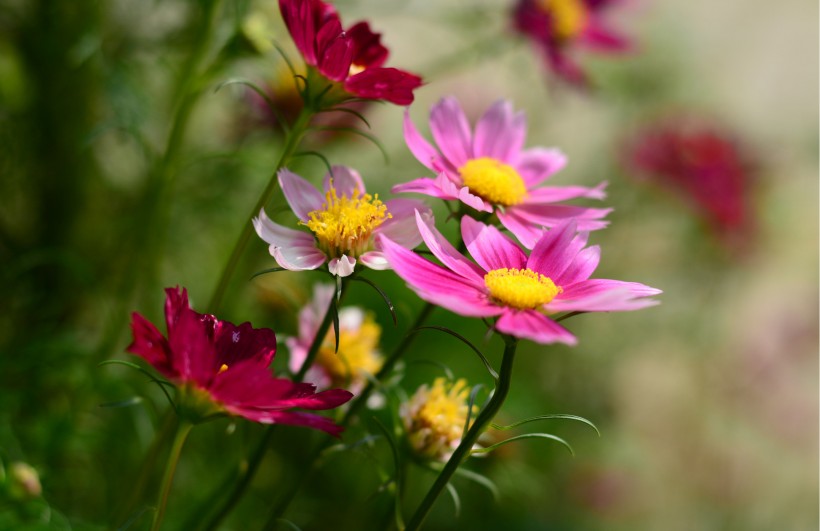 多色波斯菊花卉图片(7张)