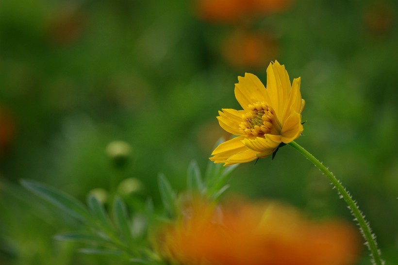 橙色硫华菊花卉图片(9张)
