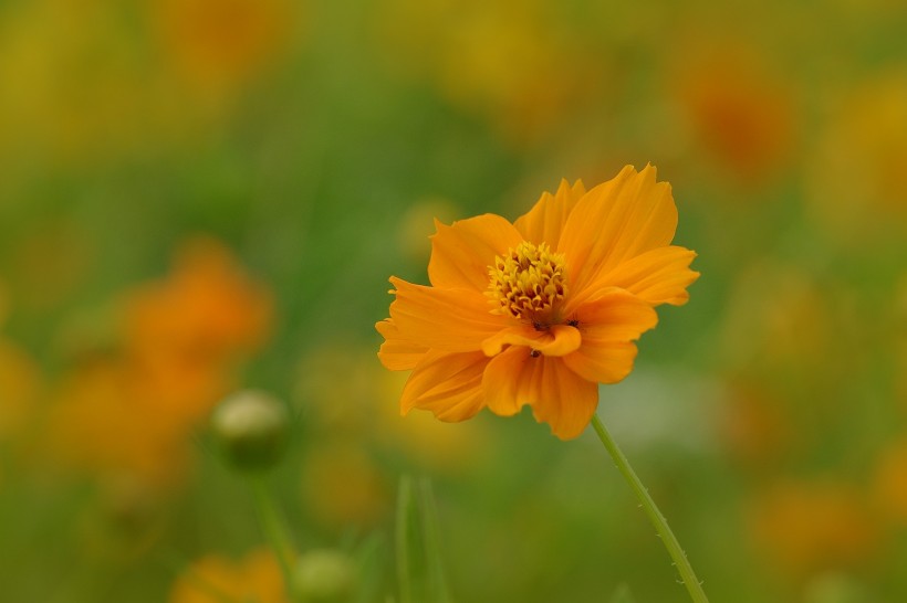 橙色硫华菊花卉图片(9张)