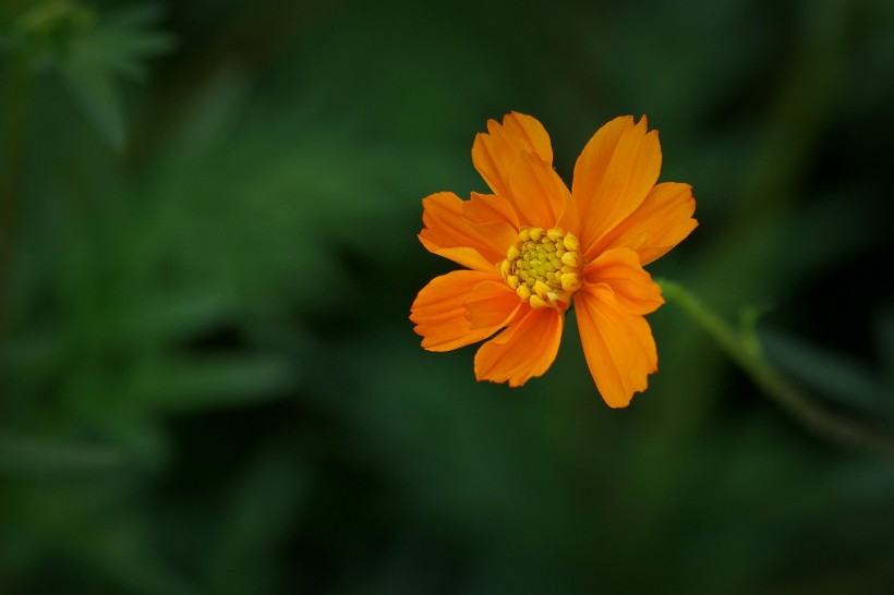 橙色硫华菊花卉图片(9张)