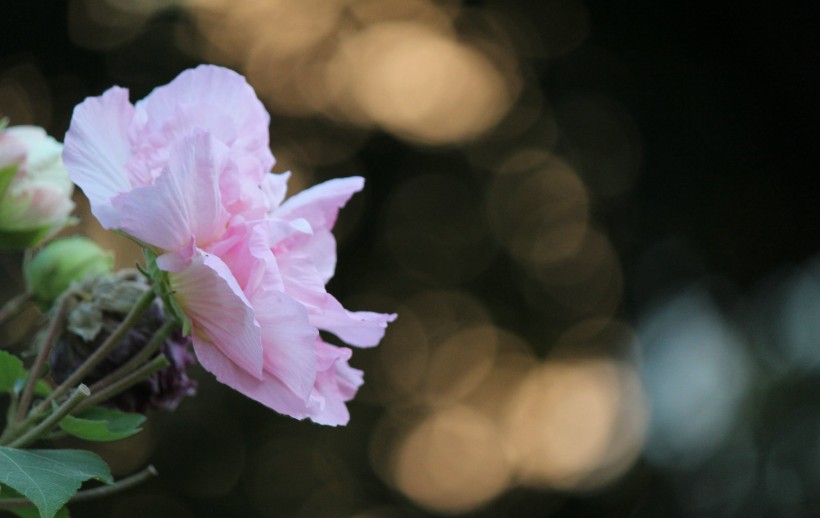 白色和粉色的芙蓉花图片(14张)