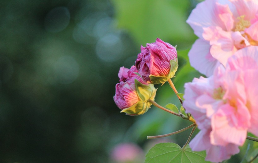 芙蓉花图片(9张)