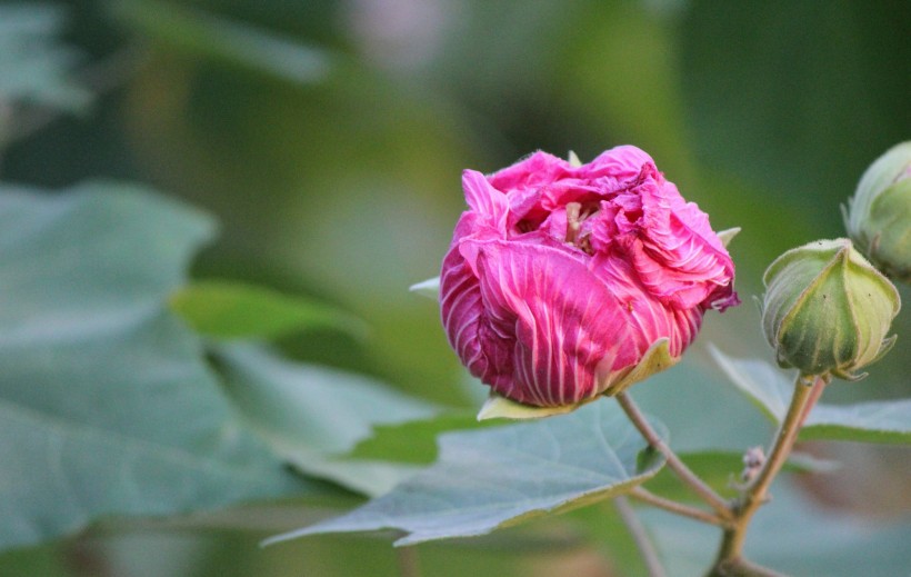 芙蓉花图片(9张)