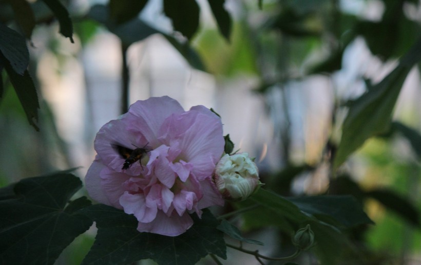 芙蓉花图片(9张)