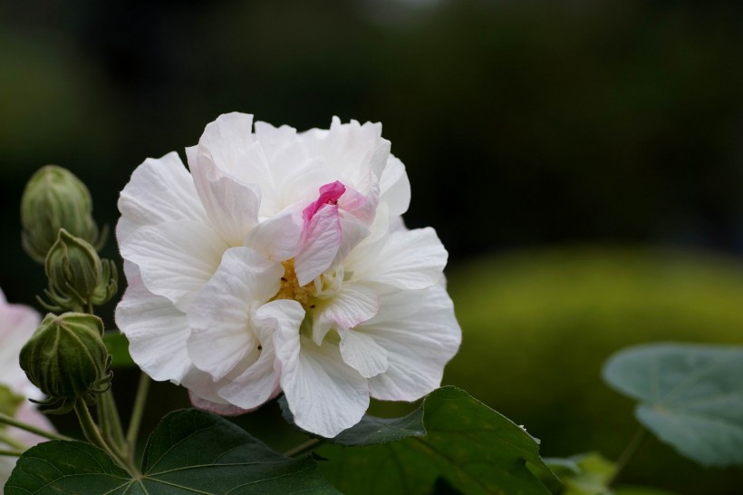 白色和粉色的芙蓉花图片(14张)