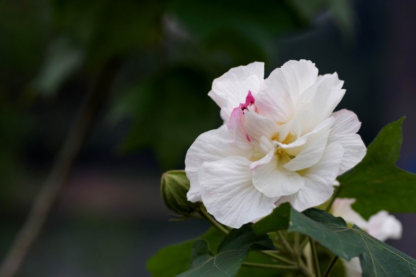 白色和粉色的芙蓉花图片(14张)