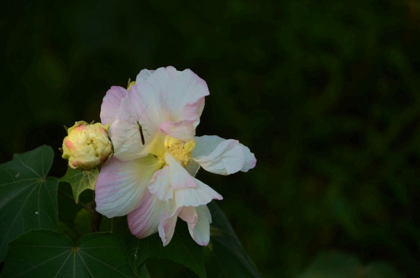 木芙蓉花卉图片(9张)