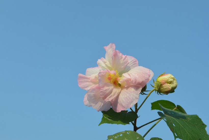 木芙蓉花卉图片(9张)