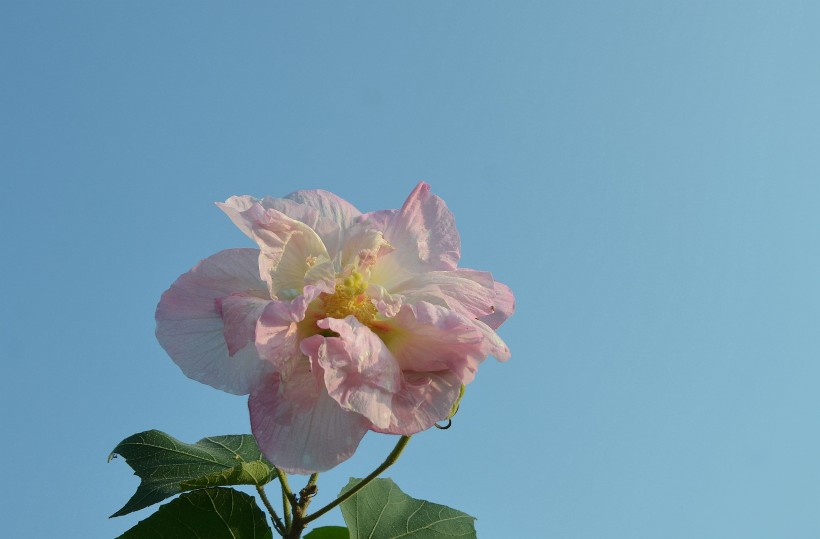 木芙蓉花卉图片(9张)