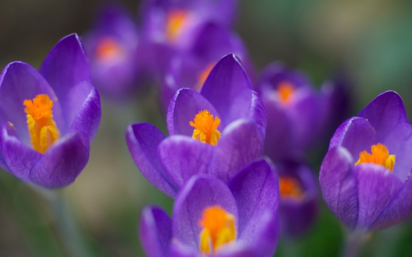 紫色的番红花图片(6张)