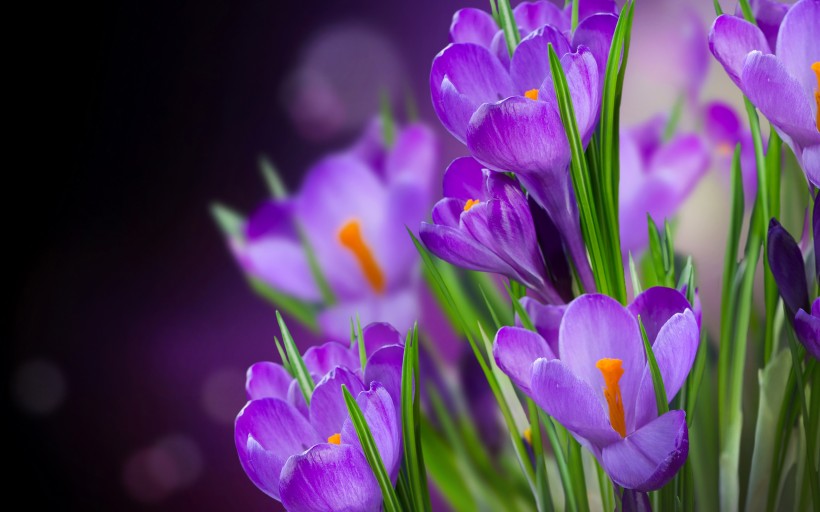紫色的番红花图片(6张)